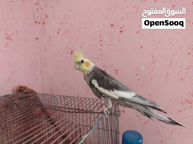 كوكتال أليف للبيع اقرا الوصف