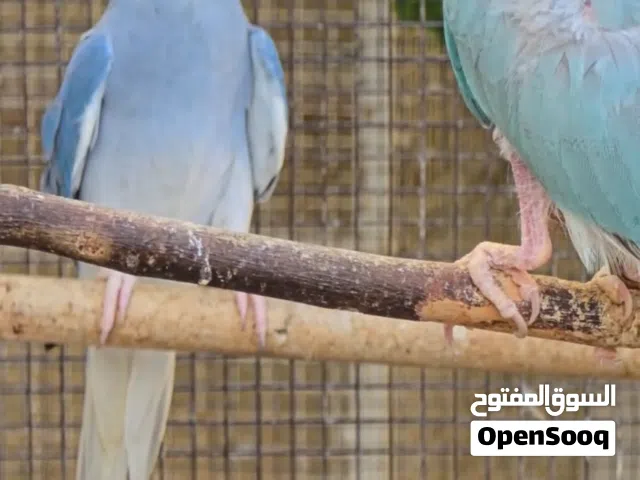 للبيع ببغاء دره كليتر تل وايت هد