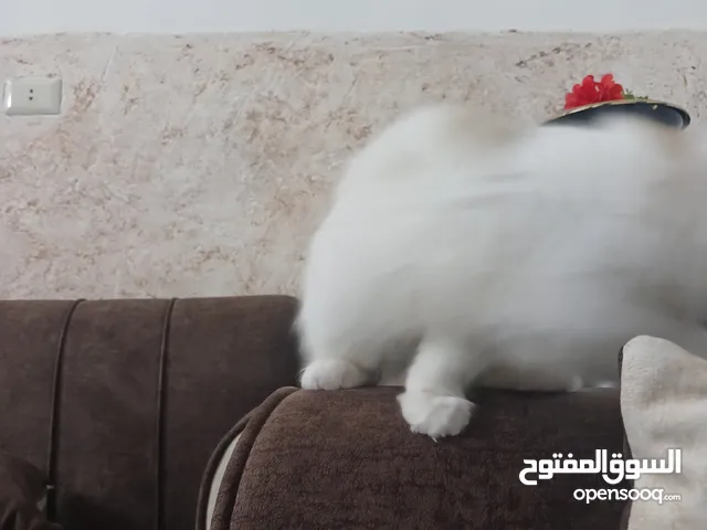 ذكره عمره تلات لعوب وهادي اشهر للبيع