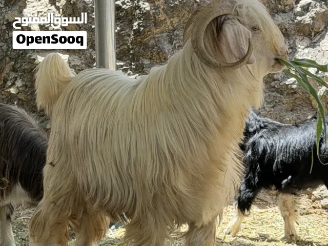 تيس خالي من جميع الأمراض