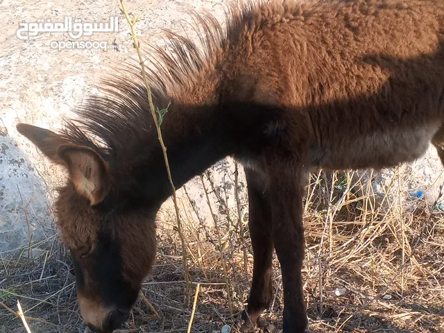 كر عمره خمس شهور كفاله غنم