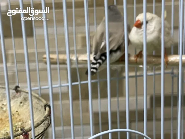 زوج من طيور الزيبرا للبيع /a couple of zebra birds for sale !!