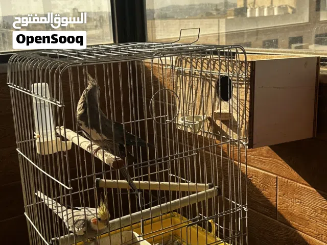 جوز ببغاء كوكتيل للبيع