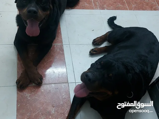 زوج روت وايلر ذكر وانثى