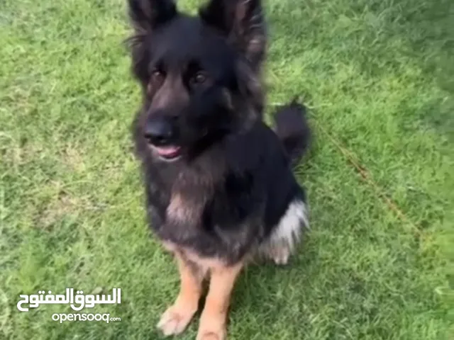 جيرمان شيبرد بيور انثي مع جواز لسفر تطعيمات كامله مدربه طاعه