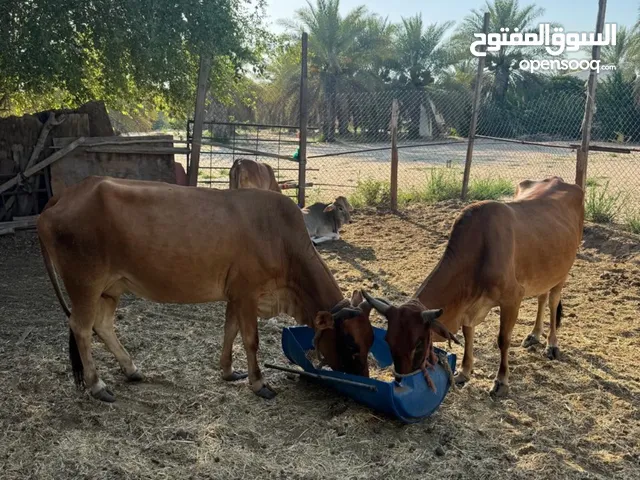 ابقار محلية العدد 3 السعر 11000 جمله