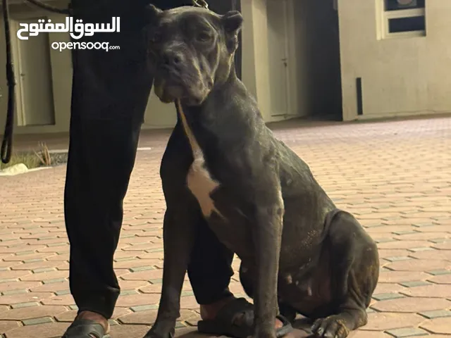 انثى كاني كورسو. Cane Corso Female