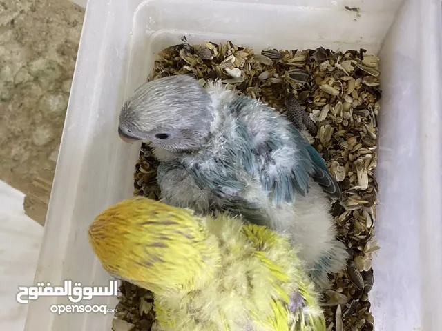 فروخ روز تربيه بيت