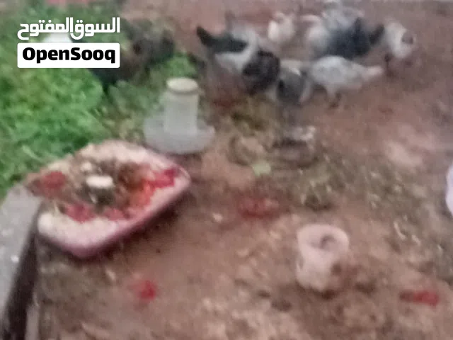 فرخات جاج 2اقرا الص عمان جاوا