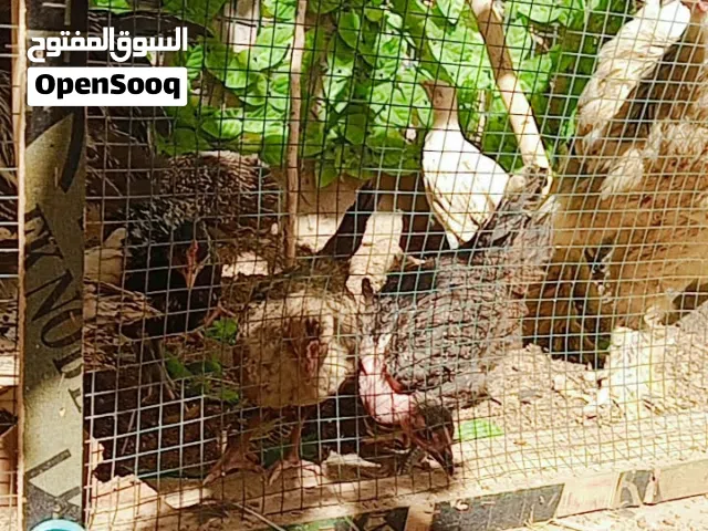 دجاج للبيع عرب ابراهمه فسيفي
