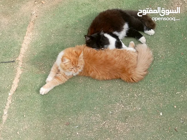 بيع قطط شيرازي السوداء انثى والشقراء ذكر ع سعر 500 الثنتين