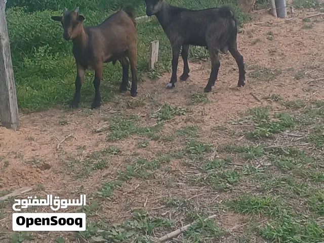 ماعز كوبي 3 جديان