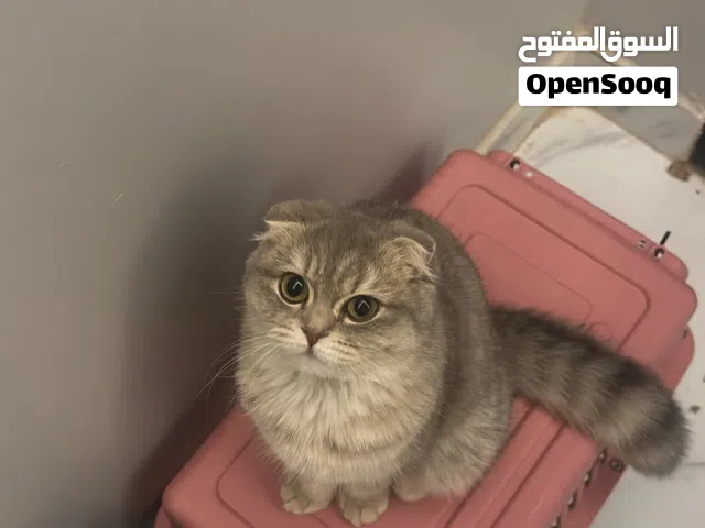 سكوتش فولد