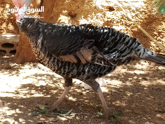 ذكر +ثلث اناثي حبش+اربع فراخ للبيع