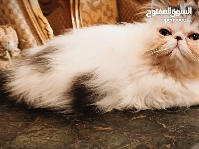 قط بيرشن بيكي فيس زورار