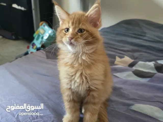 Mainecoon kitten