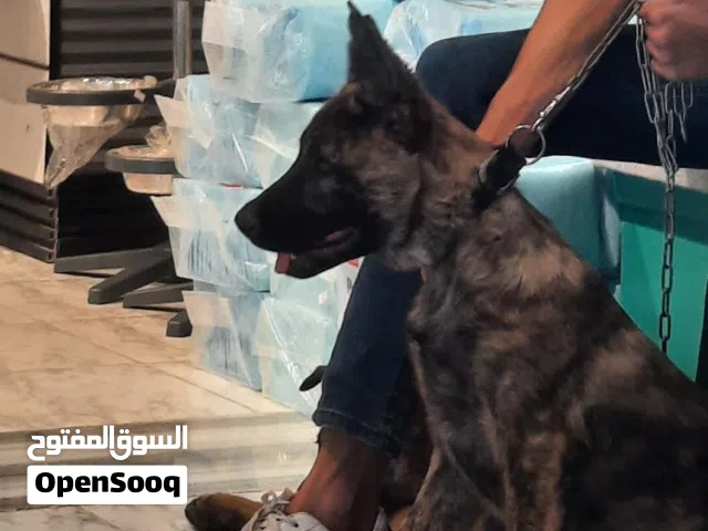 كلب دوتش للبيع العمر سنة وشهر مطعم ومعو دفتر مطعيم يعني للحراسة اشي مرتب