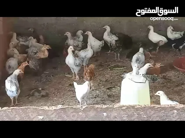 للبيع دجاج عماني
