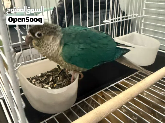 كنيور طفره جينيه