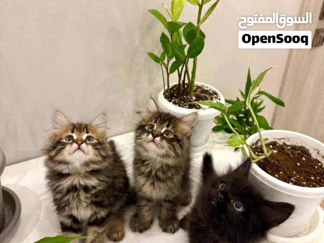 سنانيرر شيرازية
