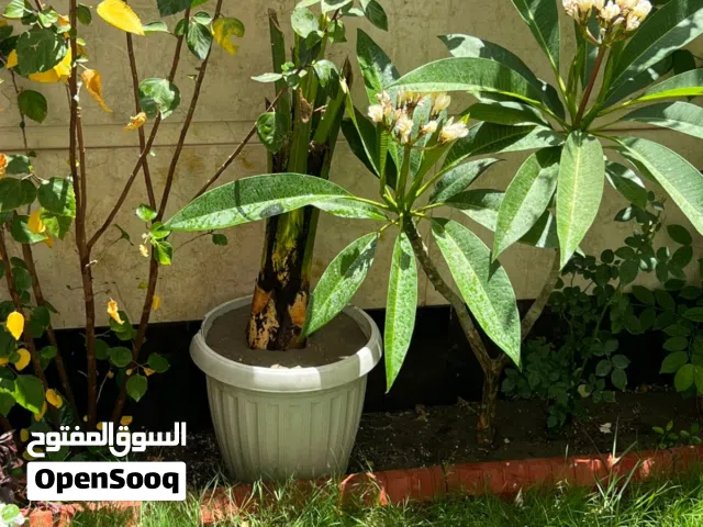 عمل ديكورات الحدائق ومكافحه المنازل من الحشرات