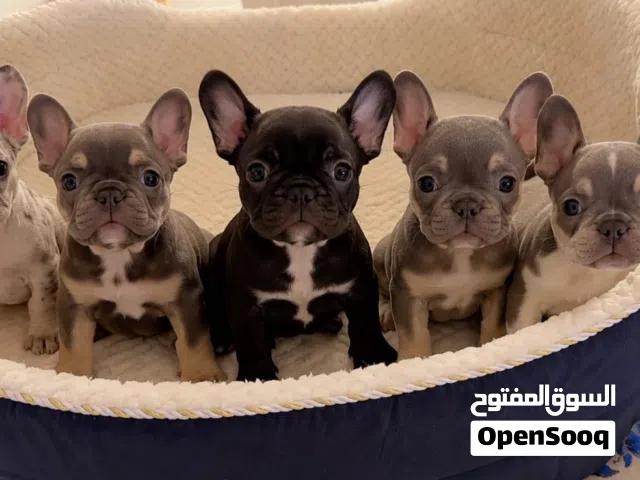 Quality french bulldog
