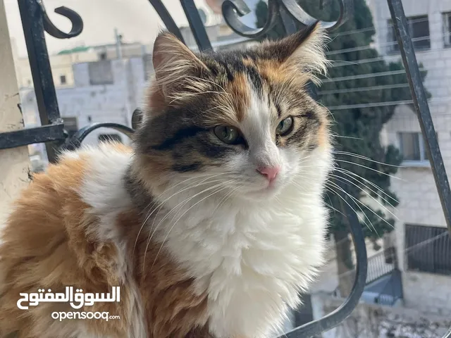 قطط للتبني بدون مقابل ذكور و إناث