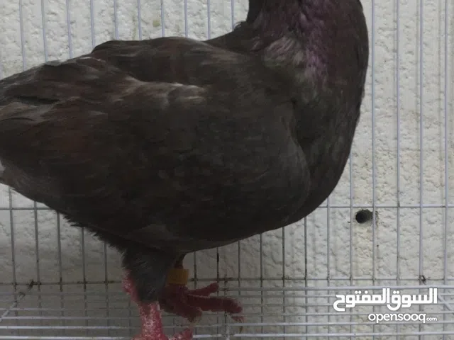 حمام للبيع في عجمان انواع مختلفه ومتنوعه