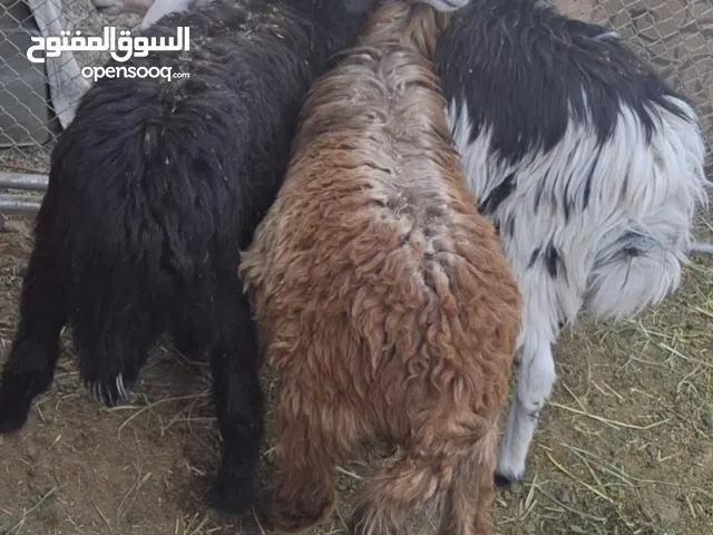 حماميل ذبايح للبيع