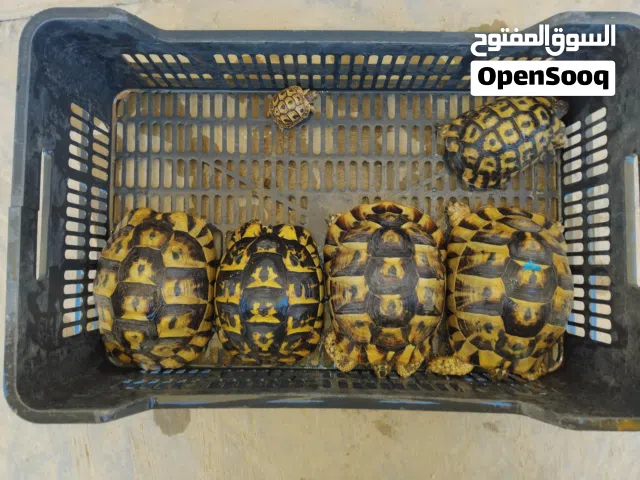 سلاحف للبيع