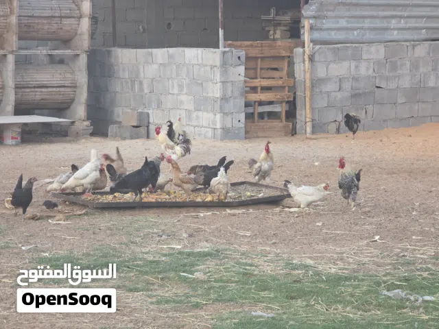 دجاج عربي للبيع