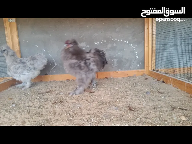 دجاج قطني امريكي