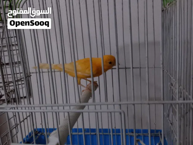 طيره حمرا بكرية