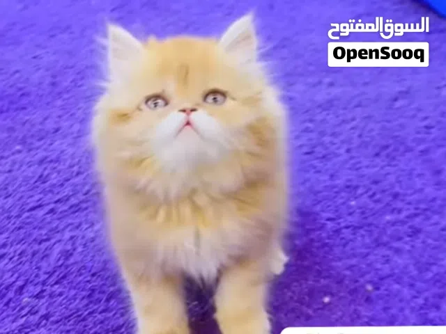 قططط لتبني