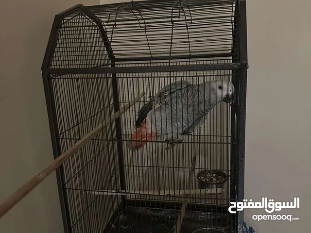 ببغاء كاكسو رصاصي افريقي