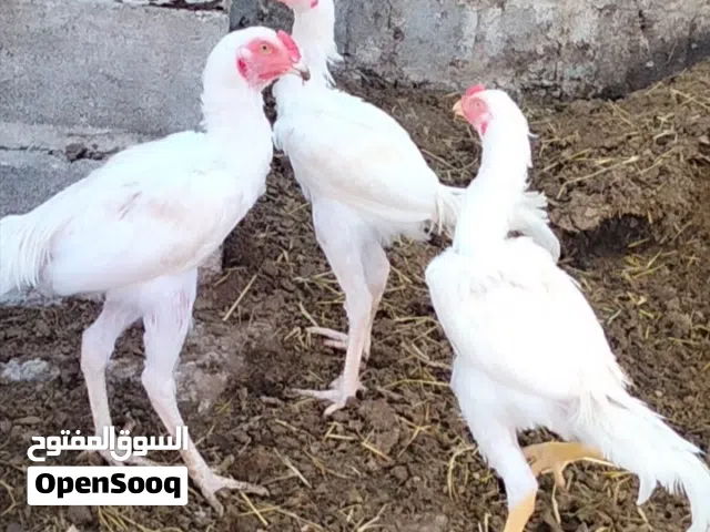 طيور سندي للبيع جمله او مفرد بس سعر المفرد غير عن الجمله