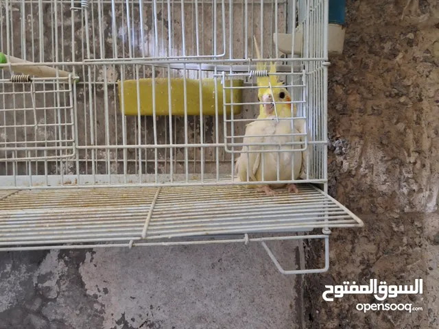 انثى كوكتيل وفرخ عمر 6 شهور