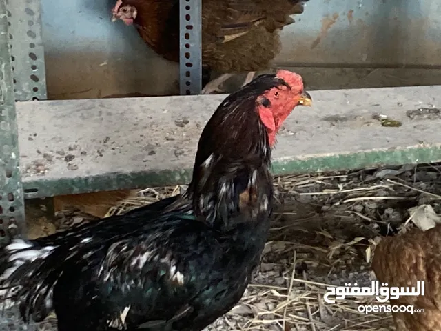فرخ جاج بلدي ممتاز