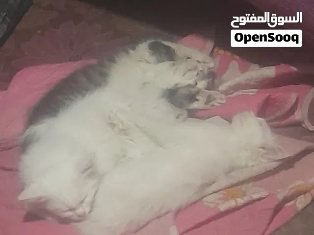 قطط شيرازي كيووت عرطه