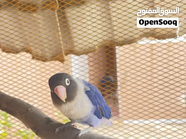 نتايه بروسانات واتيه ادحي في دحي سخونيه