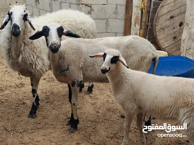 عنم قبرصي الاصلي