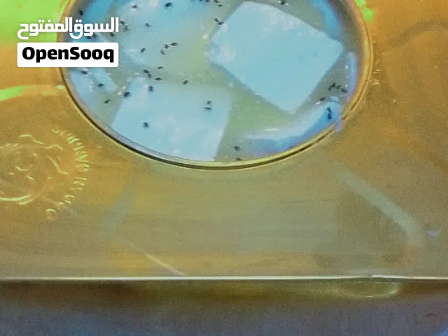 جبنة غنم جبنة بيضاء
