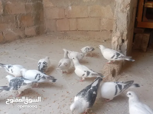 الصلاة على النبي افراخ للبيع في الموقر