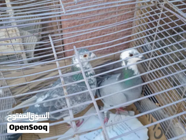 حمام زاجل للبيع