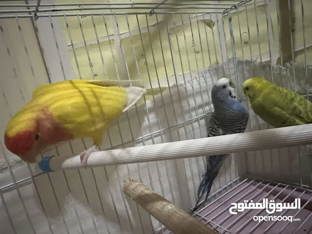2 budgies and one lovebird un-taimed