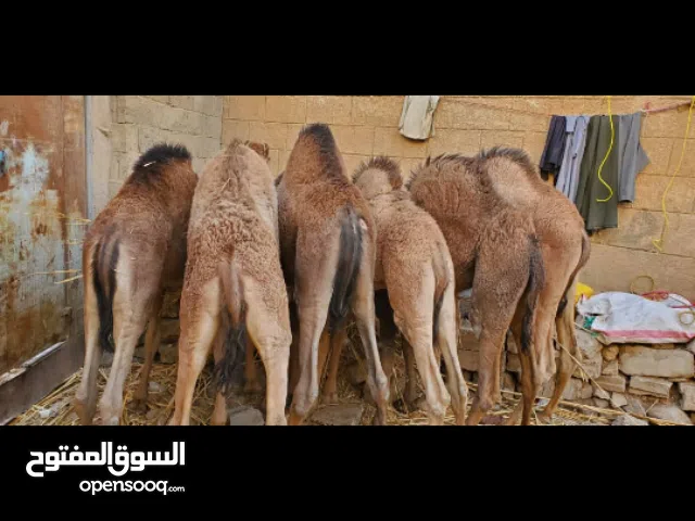 قعدان للبيع صغيره وسمينه