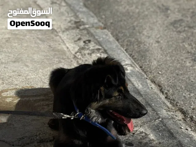 germen shepherd