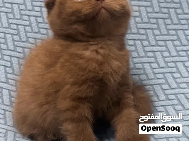 سكوتش فولد وسكوتش ستريت