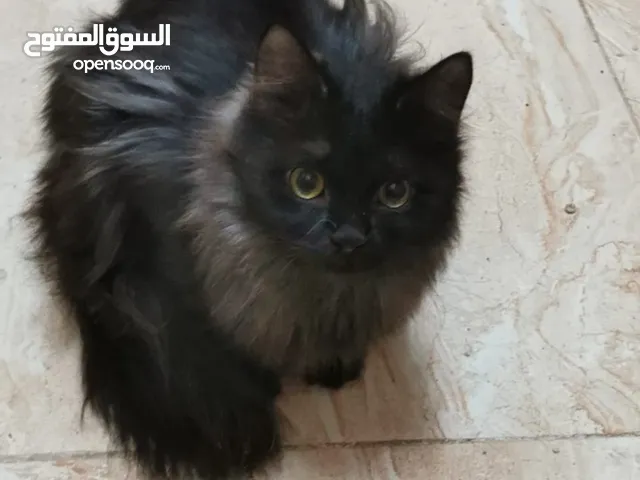 ثلاث قطط جميله