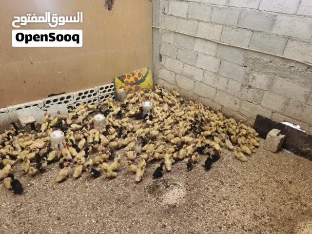 بط تركي عمره 10 ايام